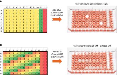 Screening the CALIBR ReFRAME Library in Search for Inhibitors of Candida auris Biofilm Formation